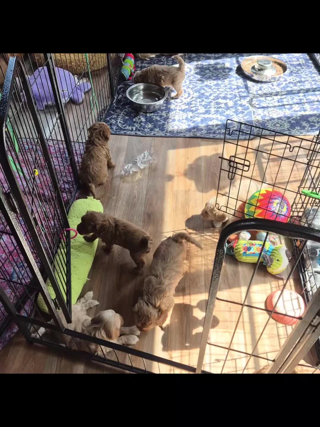 @Barb's Precious Pups