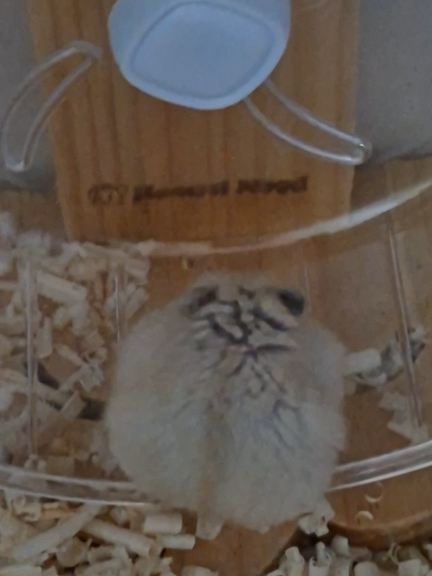 @햄찌🐹소금이🐭🌸푸딩이