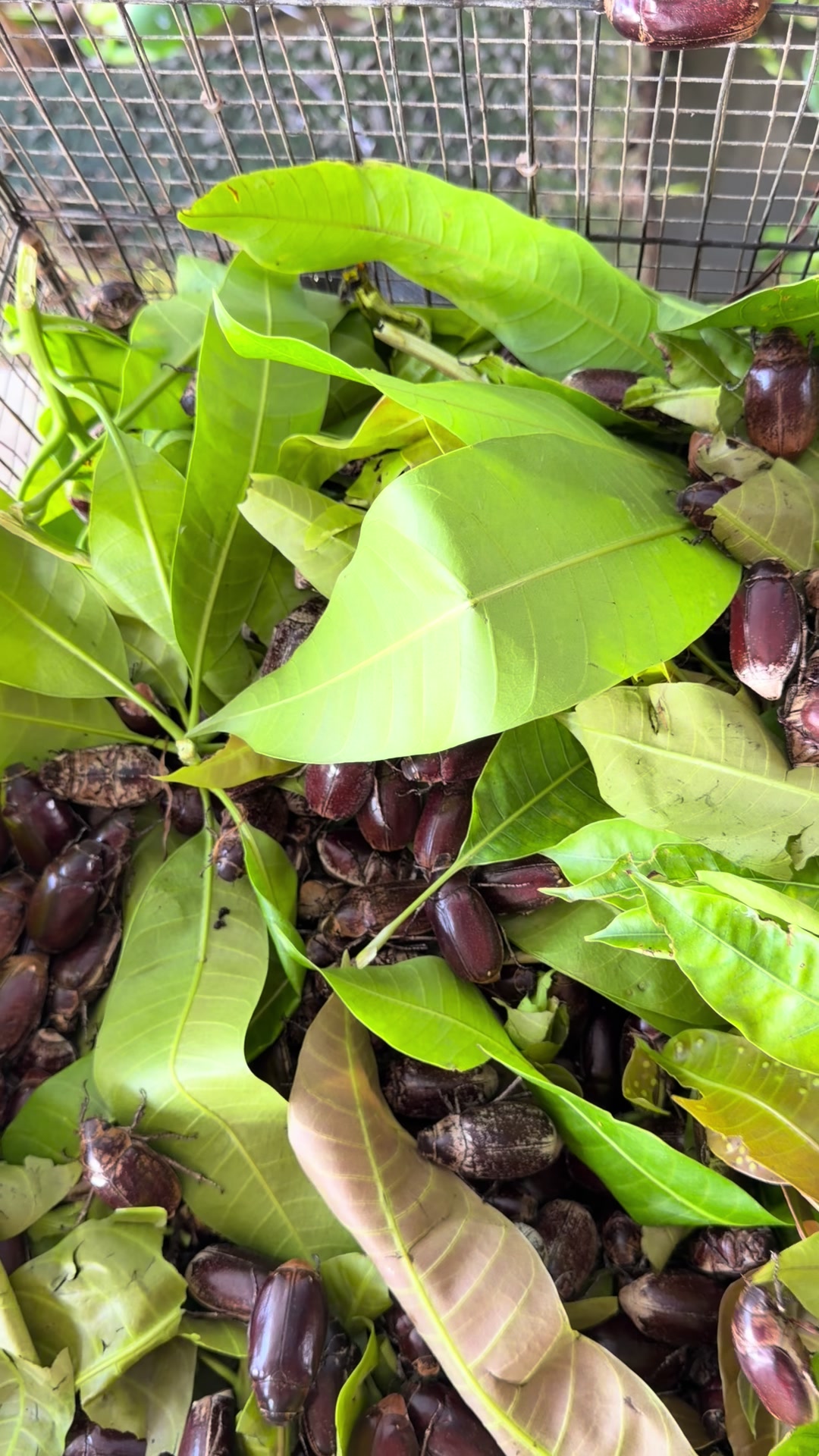 @Giàu đồ ăn ngon