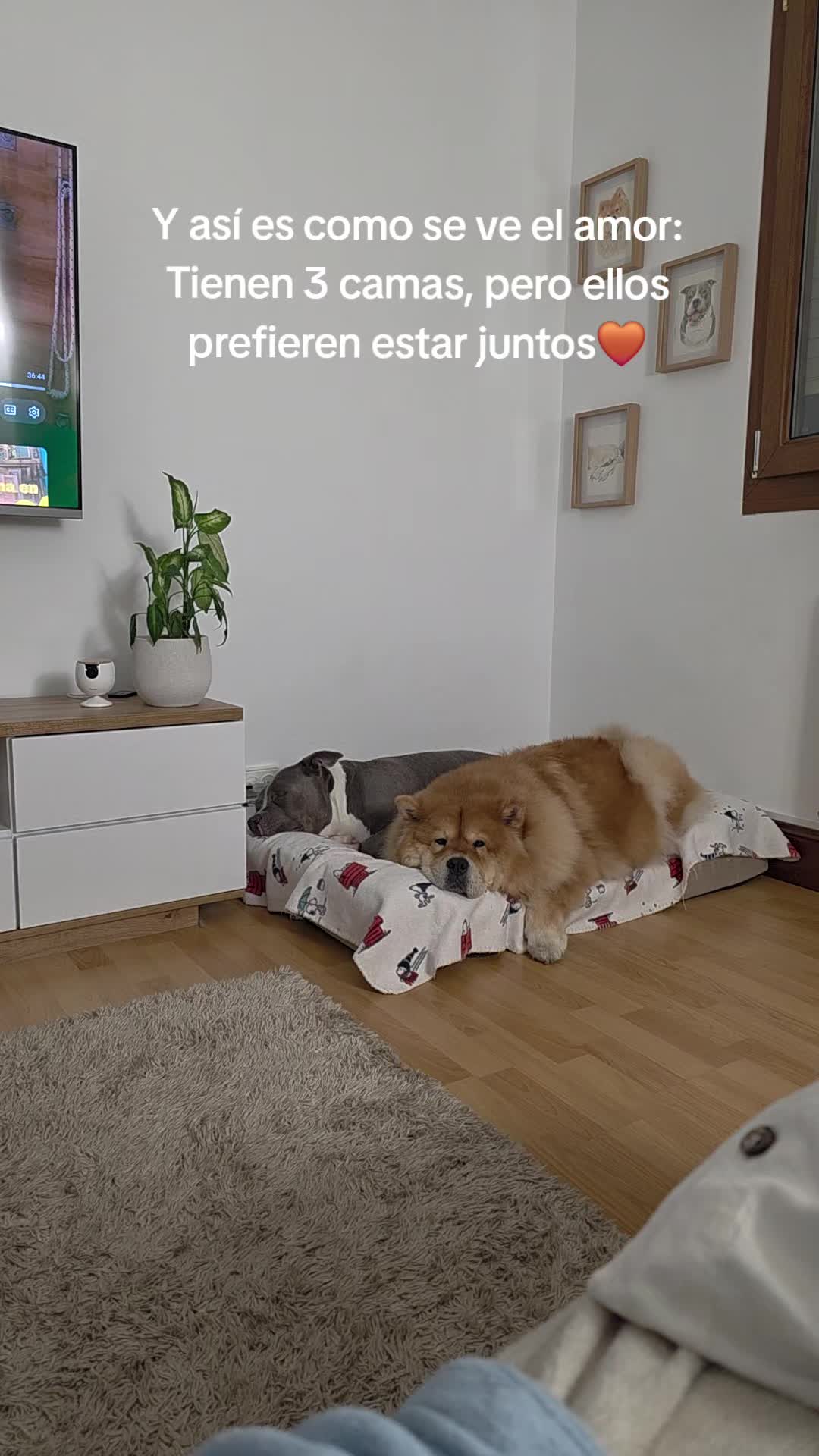 @Kenya y Daddy🐶