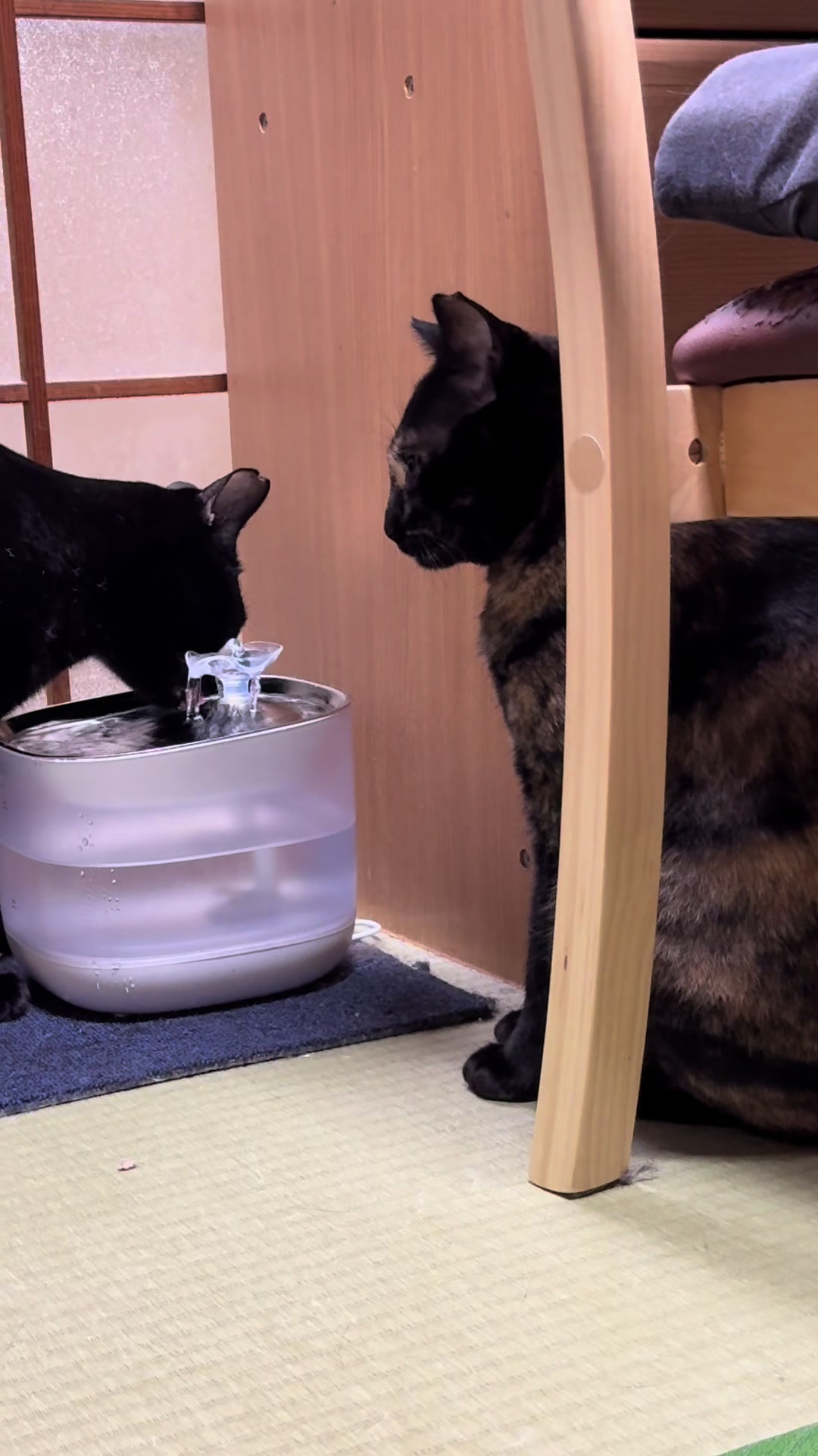 @黒猫兄弟ココピー&カリン
