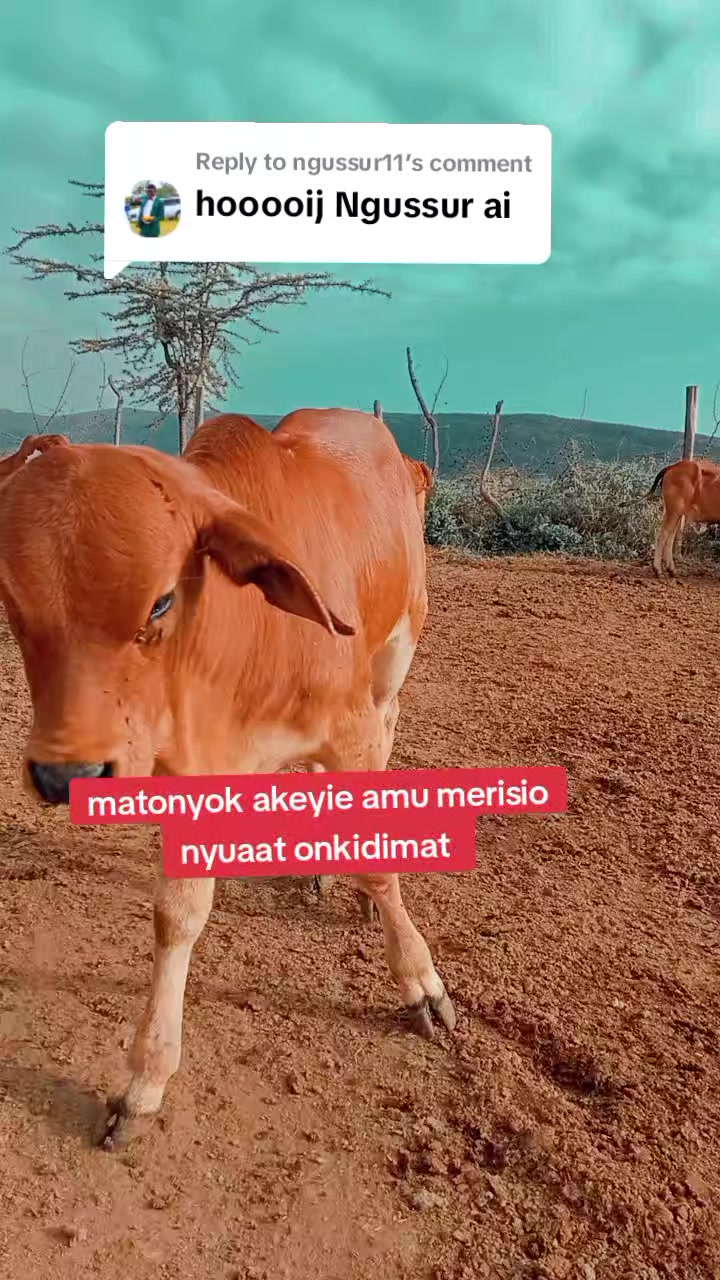 @Enkerai Ornyangusi