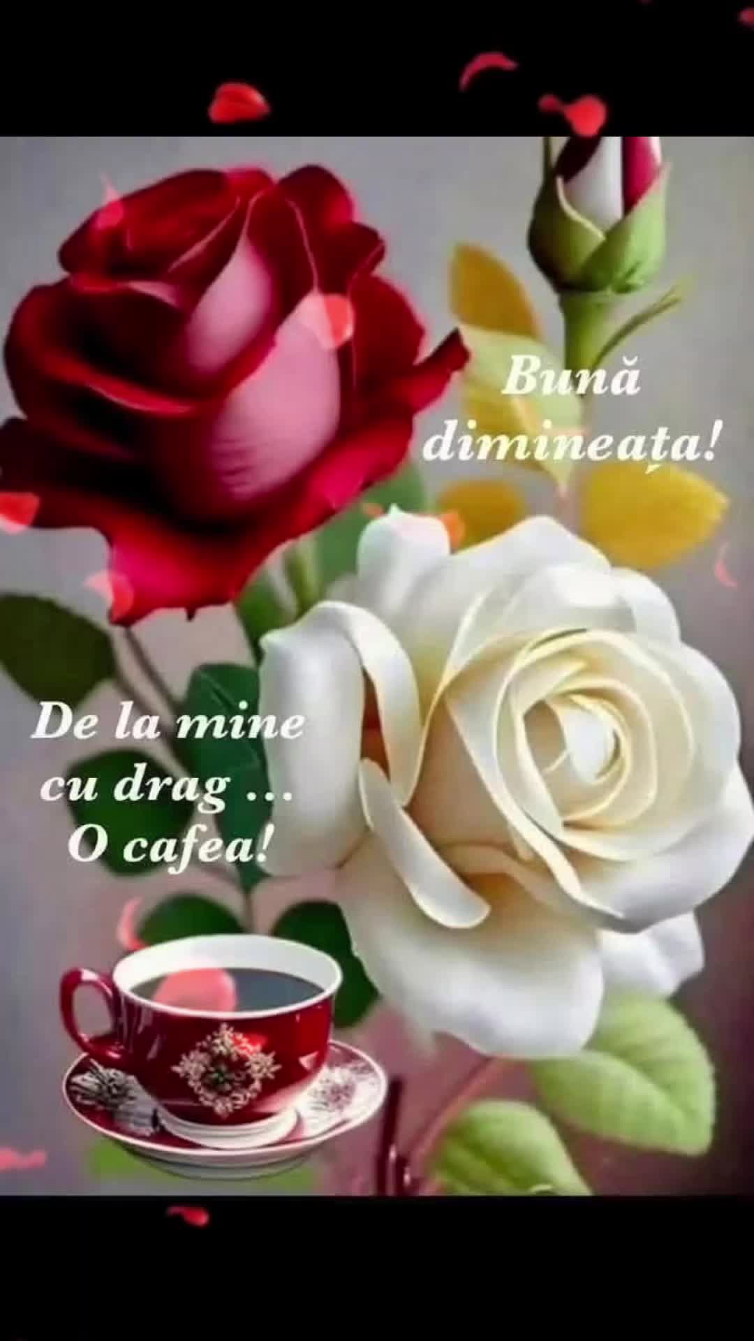 @Nicolae Iamandi Marin