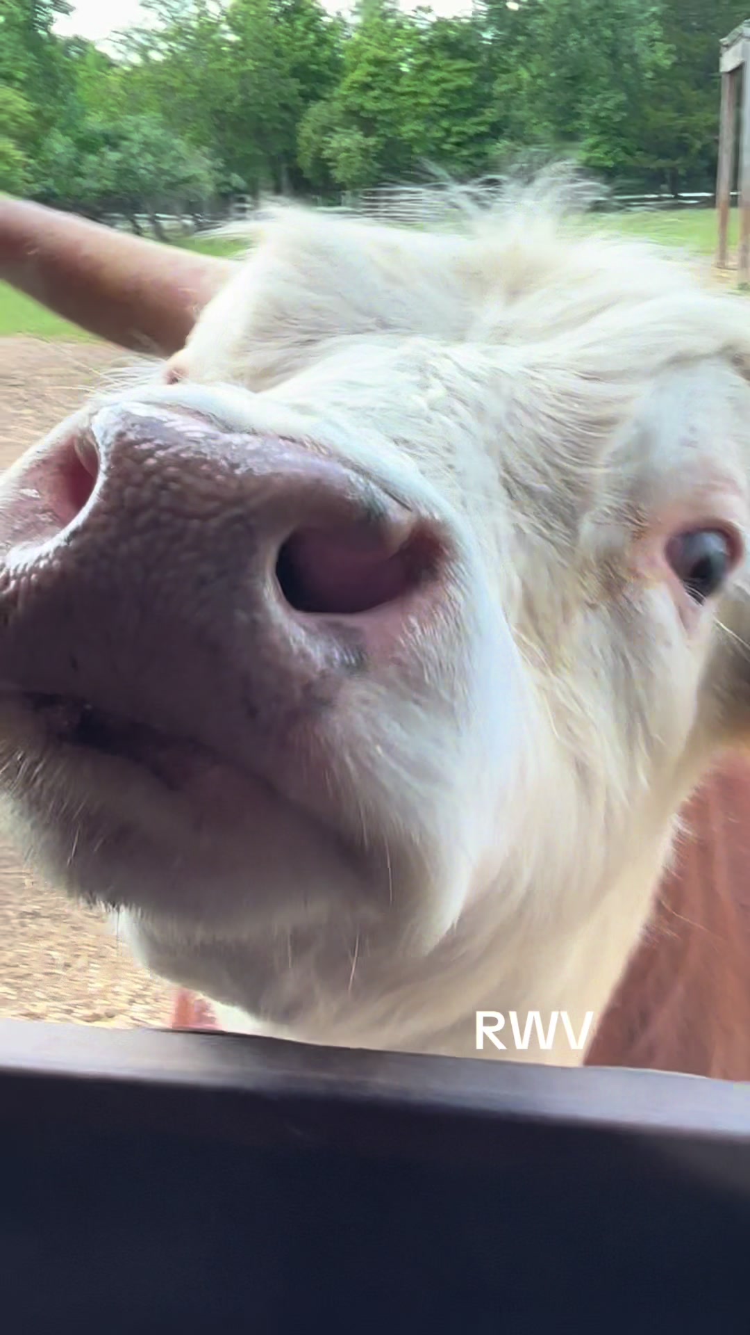 @RWV Land & Livestock