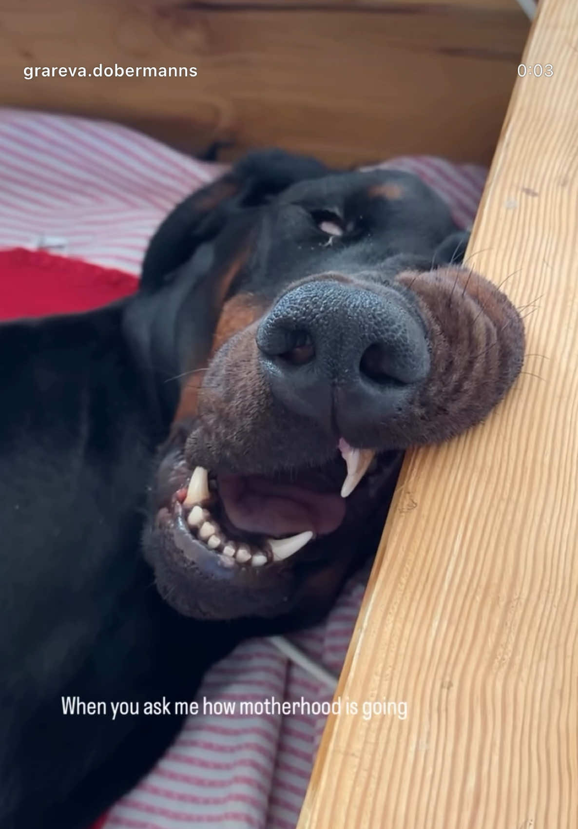 @GRAREVA dobermanns