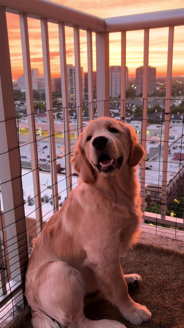 @Luca the Golden