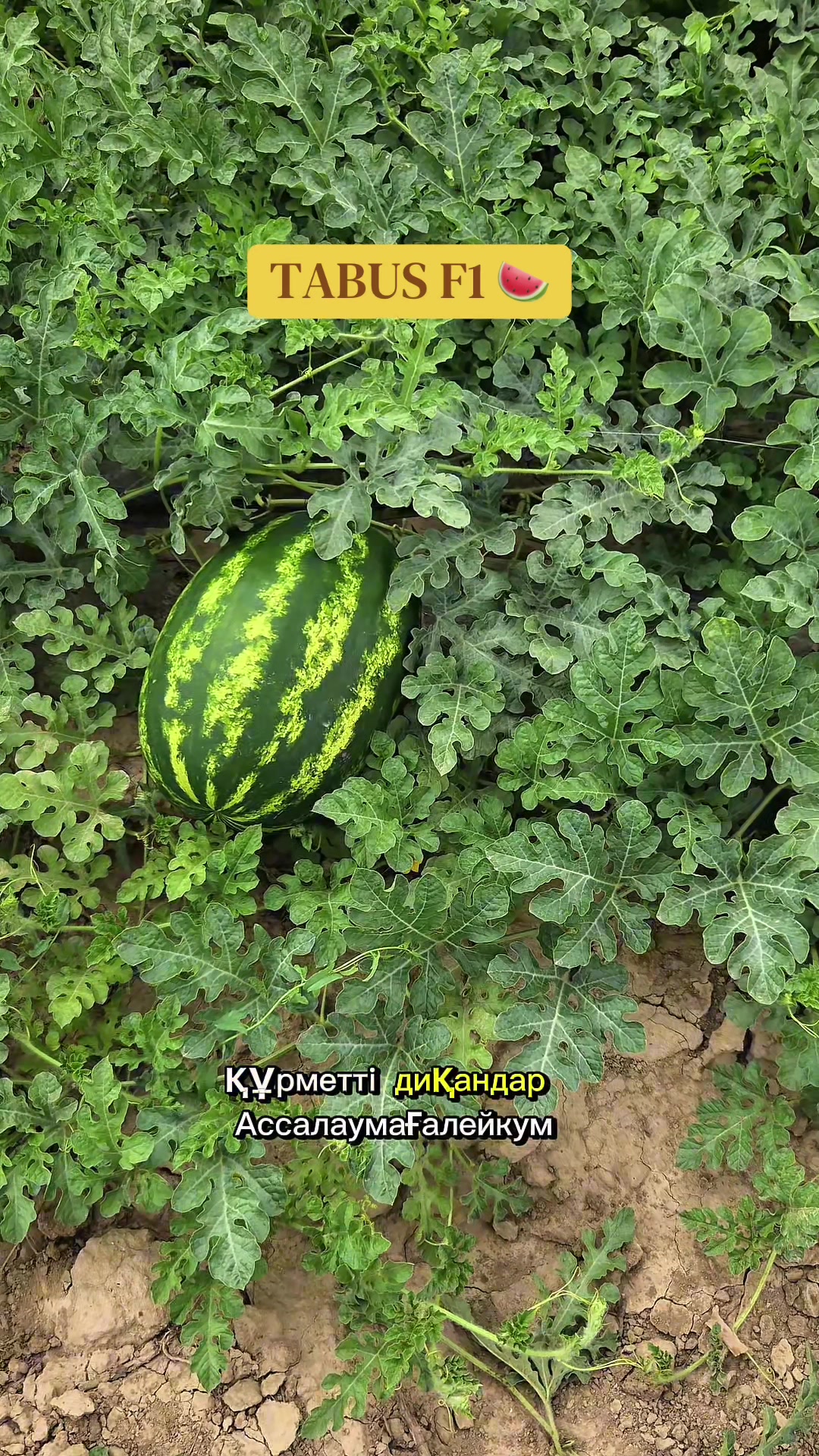 @Expert Agro Seeds