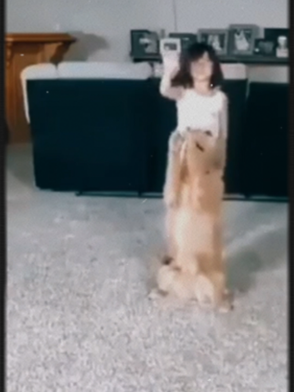 @Pet Lover