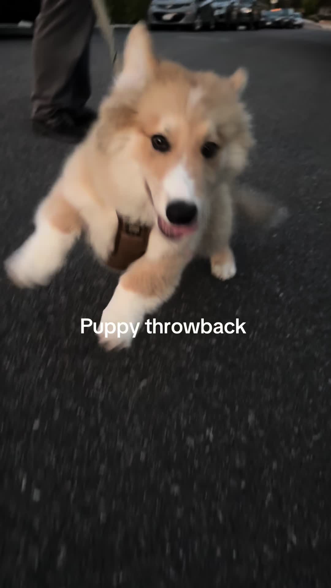 @apollothecorgimute