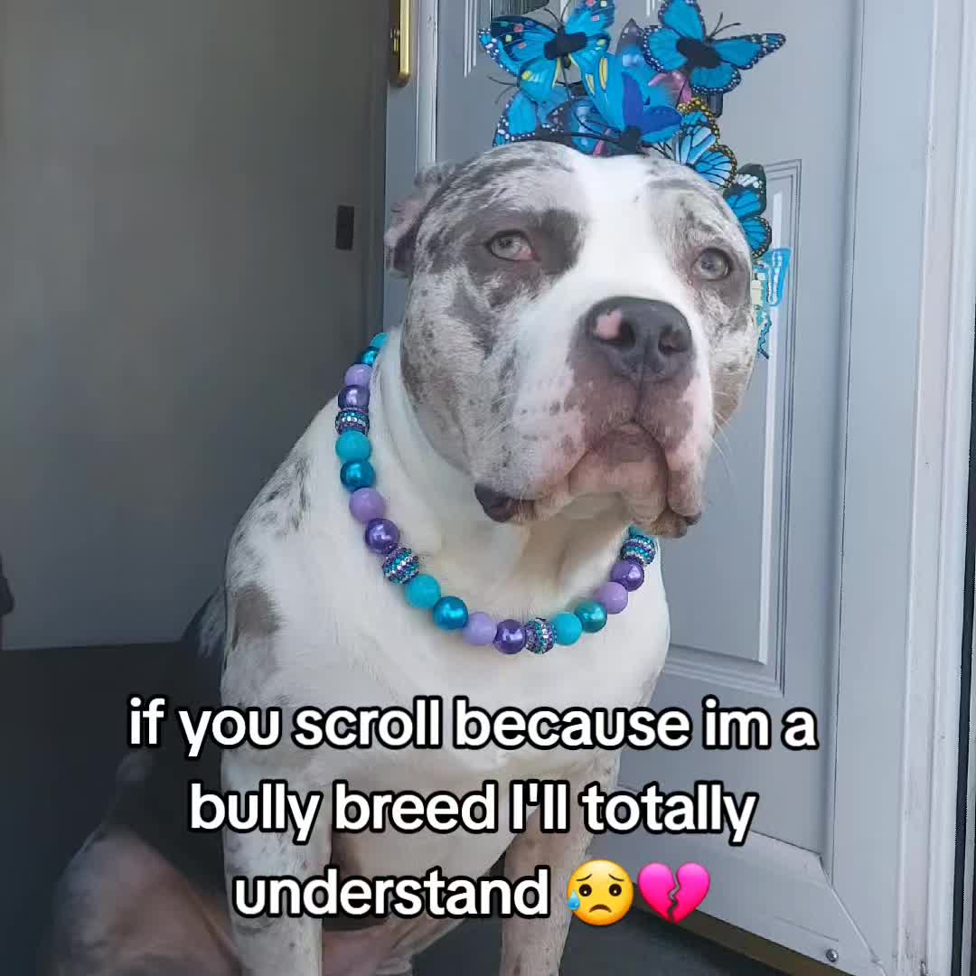 @kirsty+starlight the xl bully