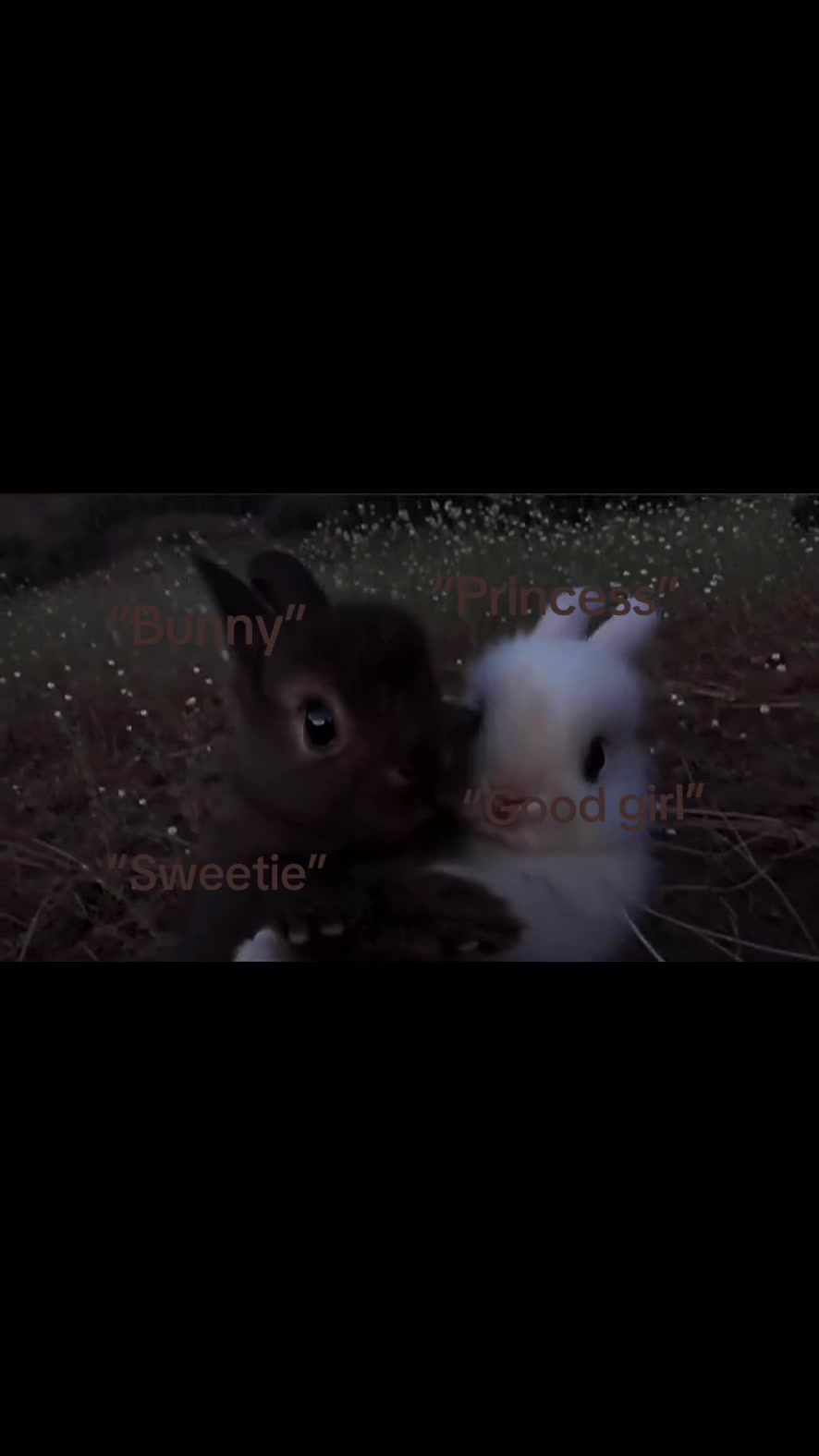 @cutiepaws!