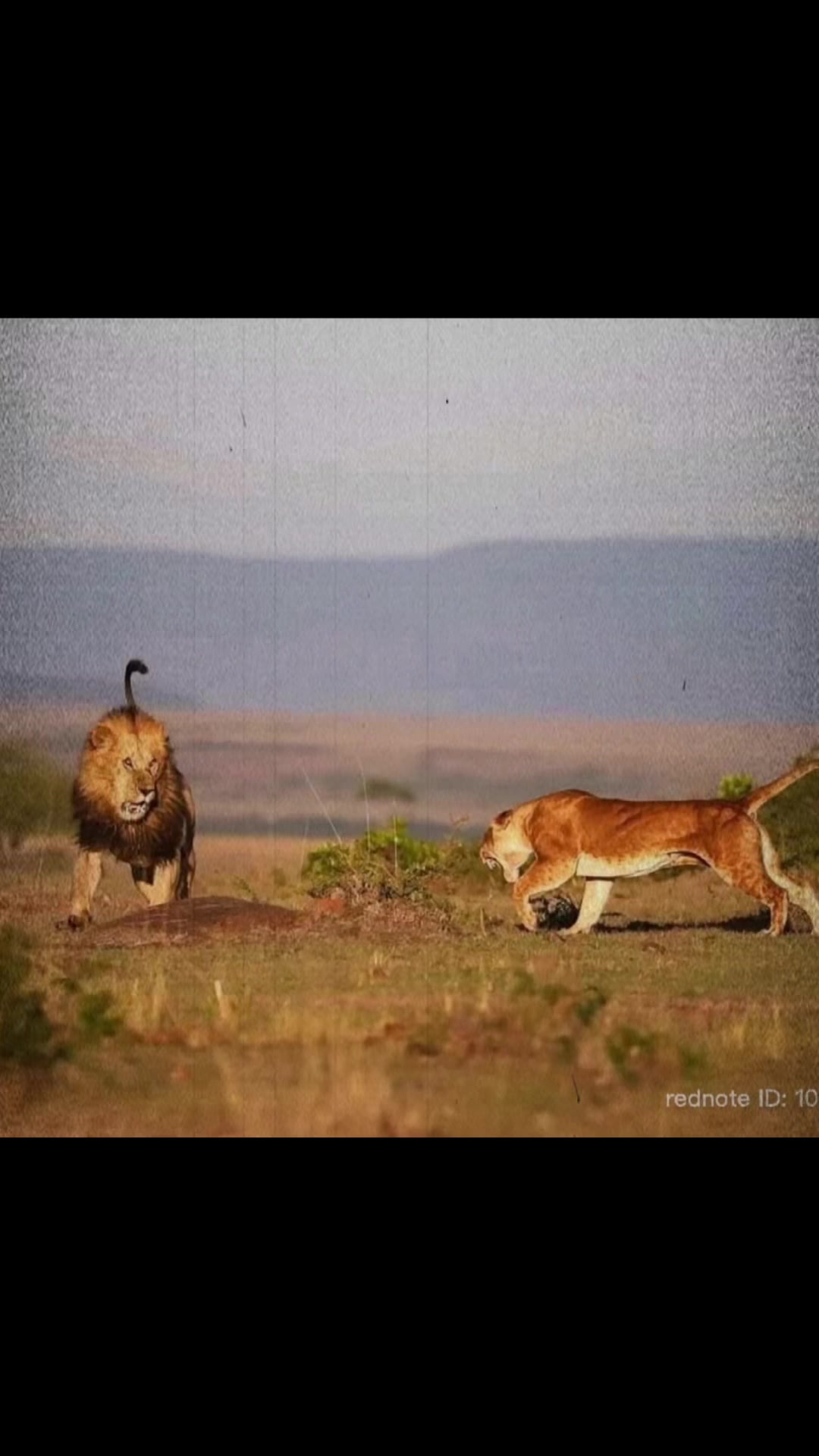 @lion_world5
