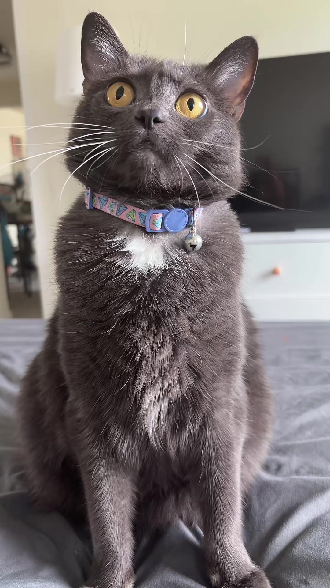 @zeldathecutecat
