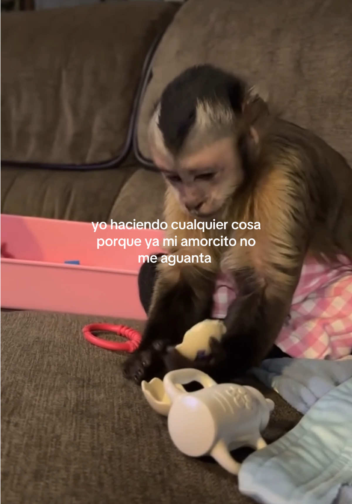 @daismined