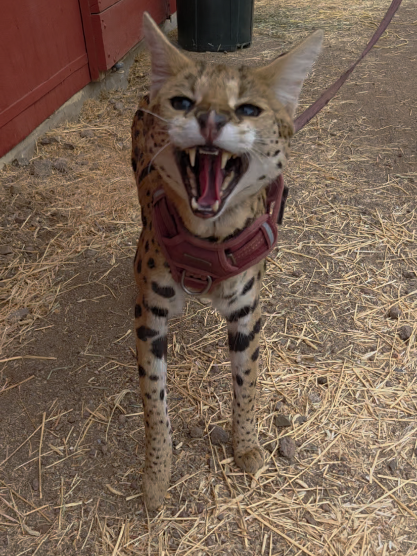 @AnimalTracksInc