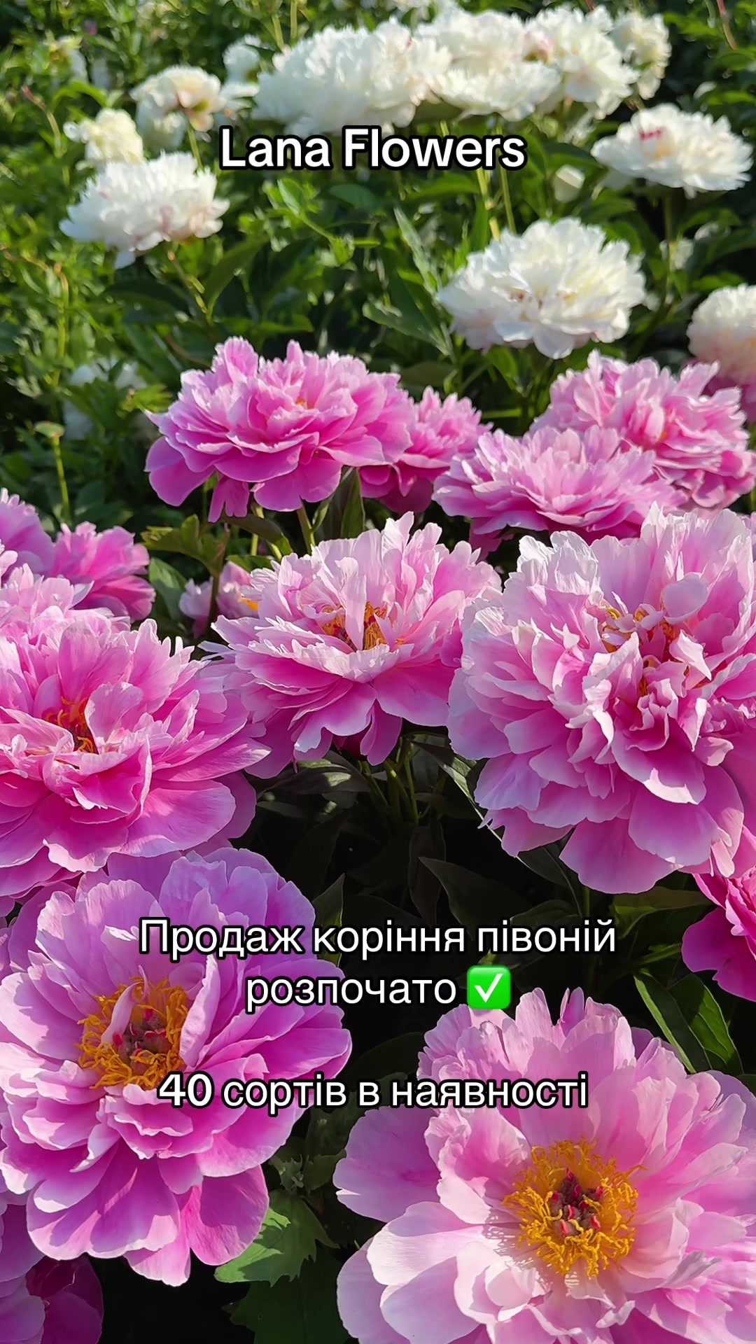 @Lana_Flowers