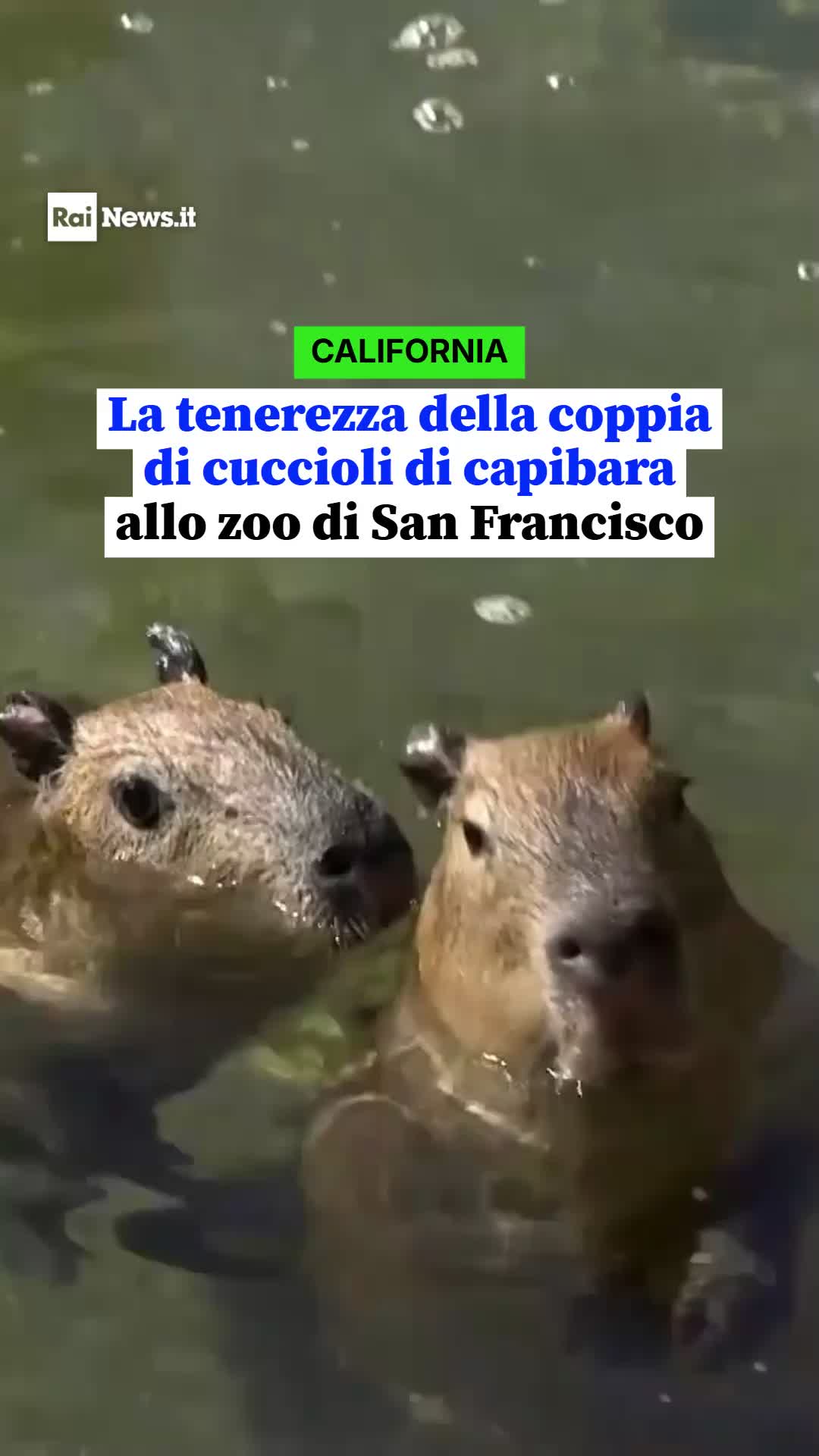 @RaiNews