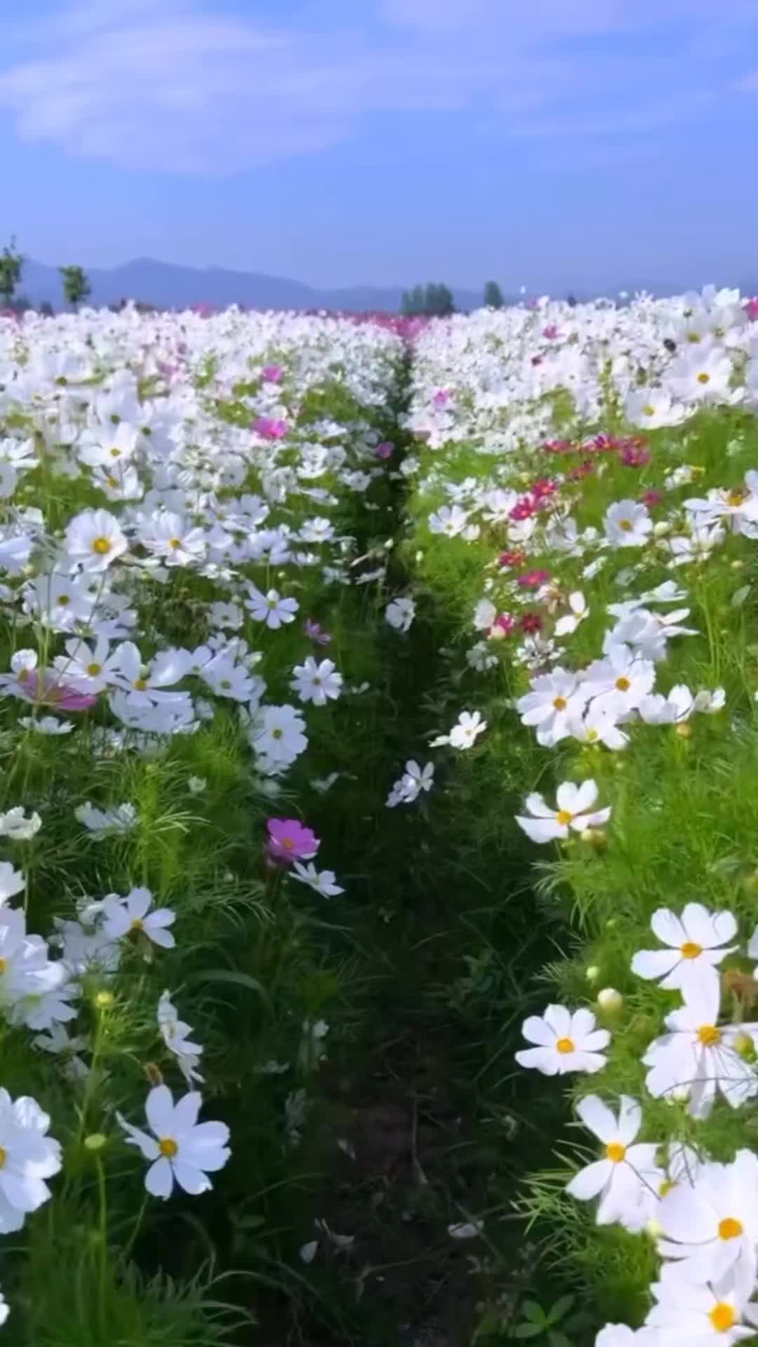 @옹이언니