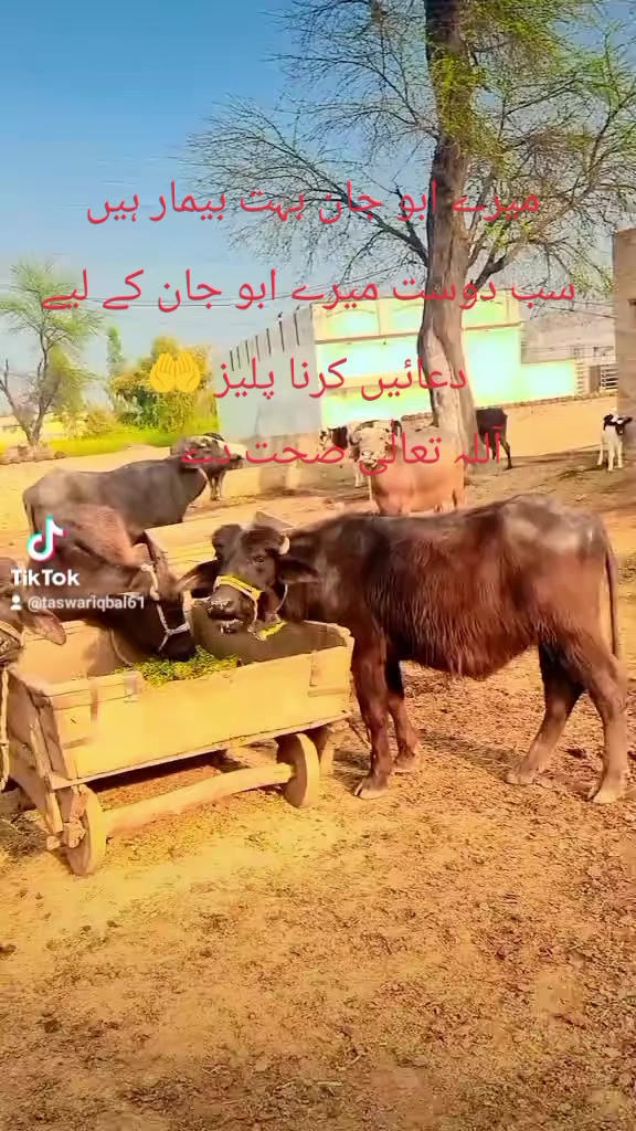 @Taswar . Iqbal . Mandiboy