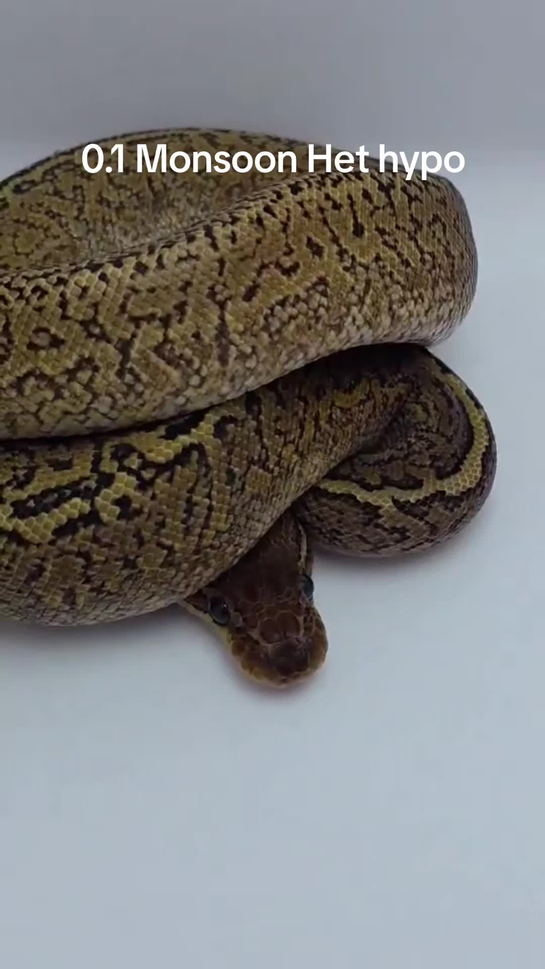 @Proxima Reptilis