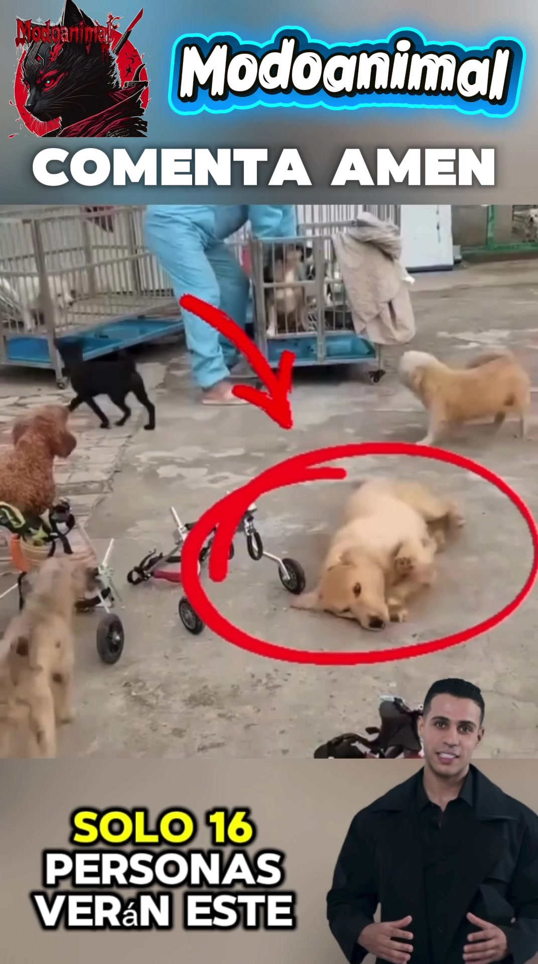 @Modoanimal