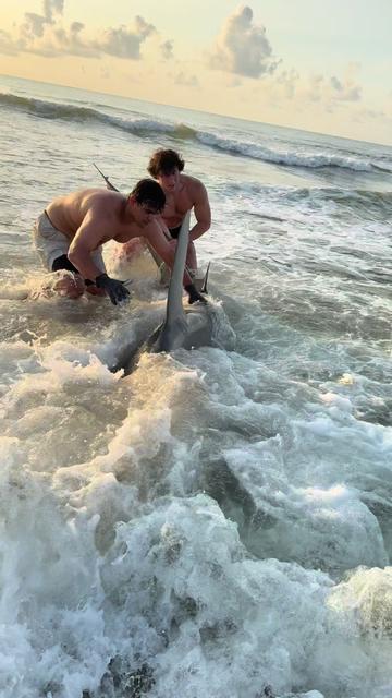 @ILM Shark Club