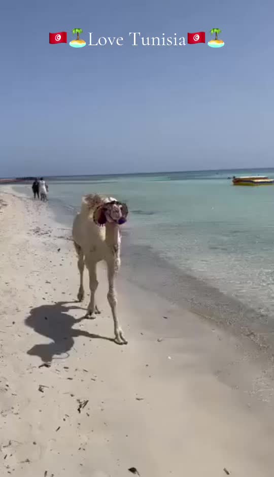 @LOVE❤️ 🇹🇳TUNISIA