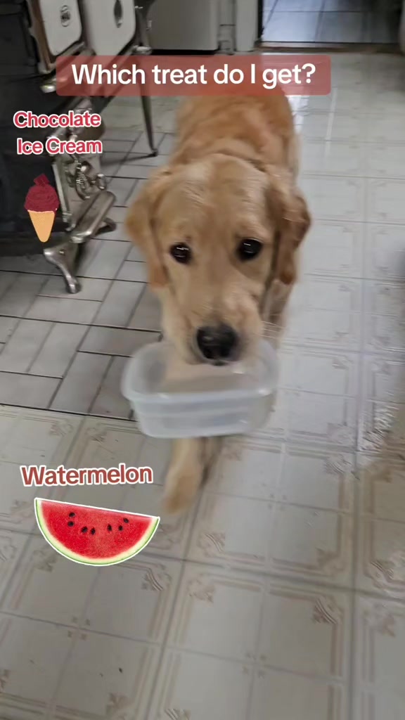 @🐶Griffin