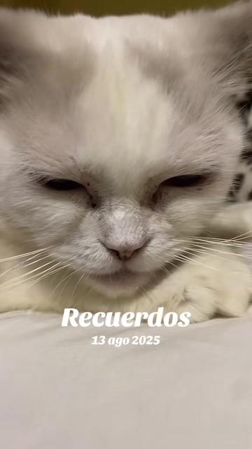 @🦀LA KIRA 😇🎸💚🐺🐸🦅✈️🫦🍸