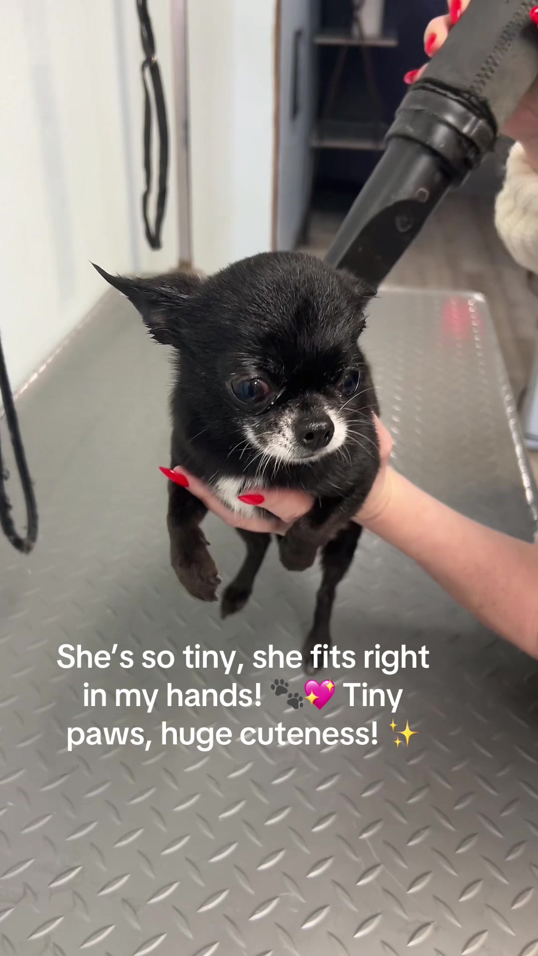 @Dog & Cat Planet