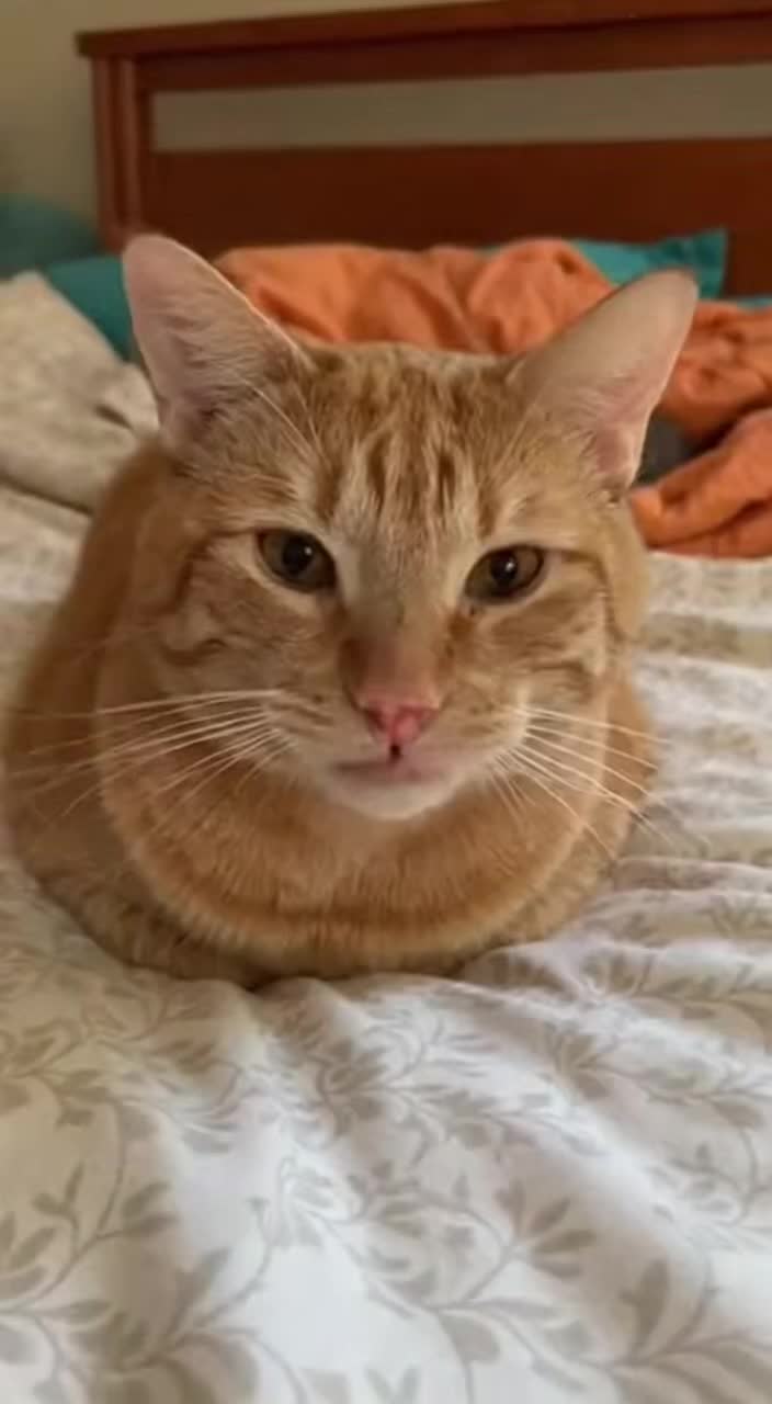 @petsmadnesstv