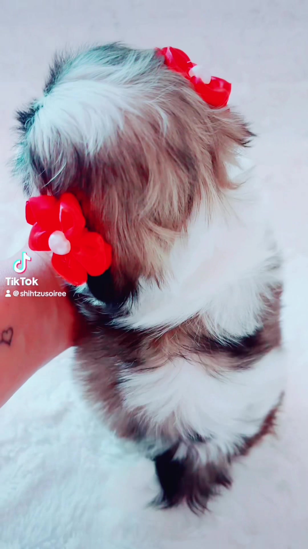 @SHIHTZU SOIRÉE