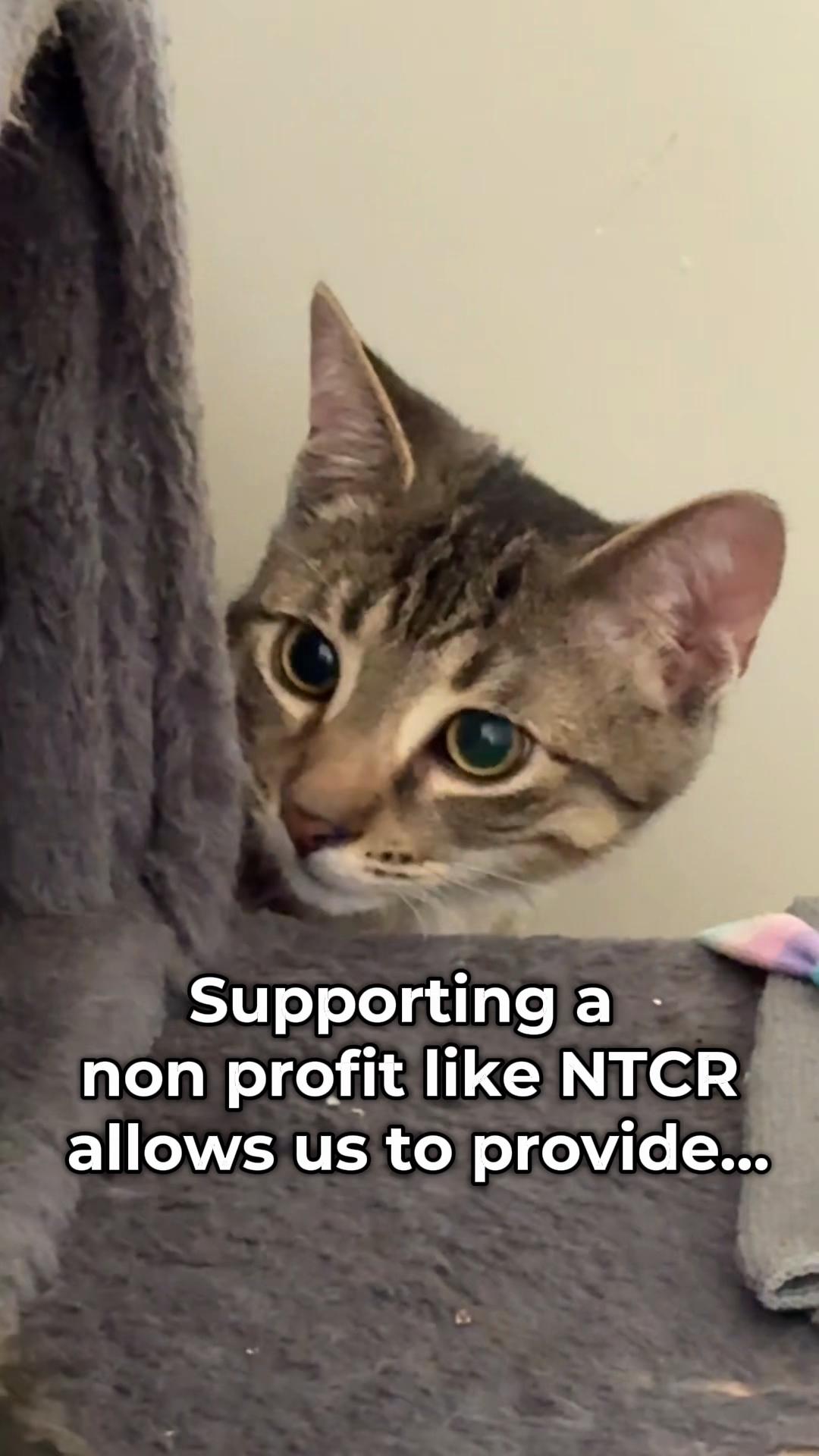 @North Toronto Cat Rescue