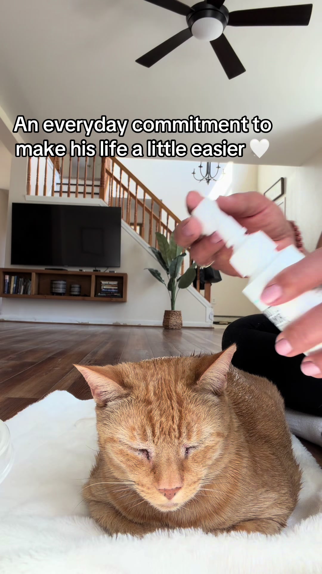 @POLLITO CAT