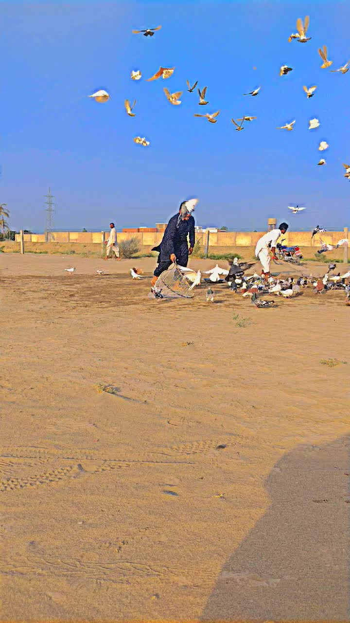 @عدیل رحمن لیہ وال کبوتر باز