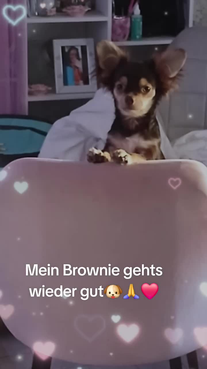 @Melody Gismo Peanut Brownie🐶❤