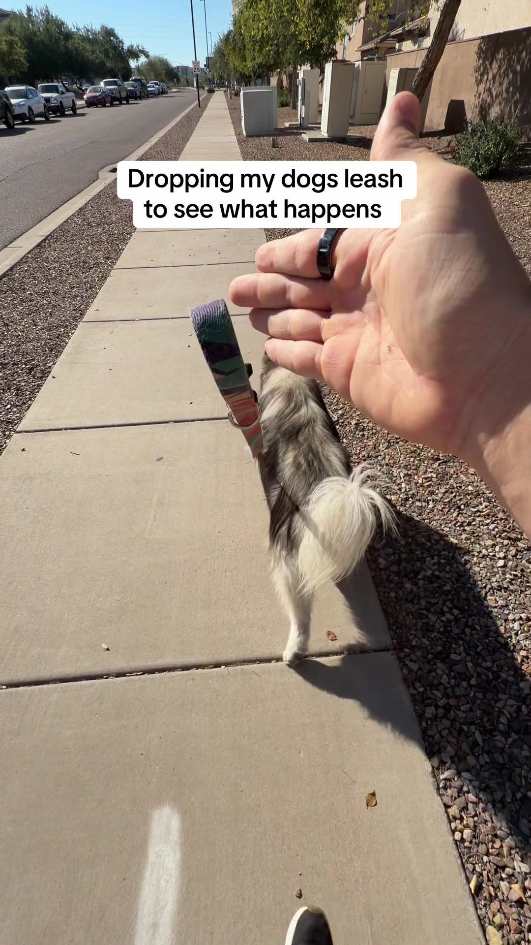 @Bandit The Husky