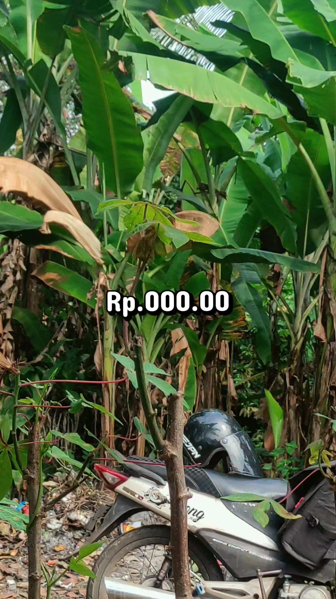 @TELOR GULUNG MANG IKI