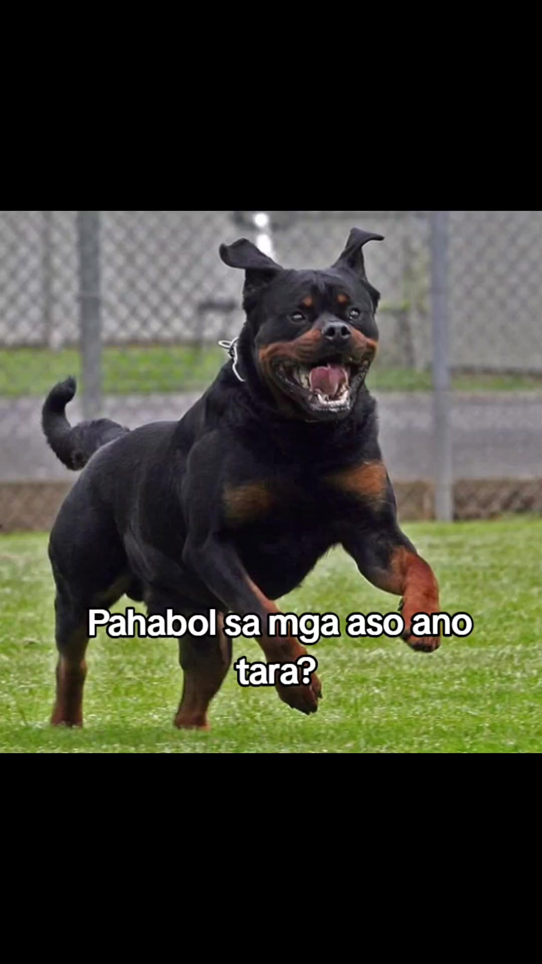 @Memes moo!!