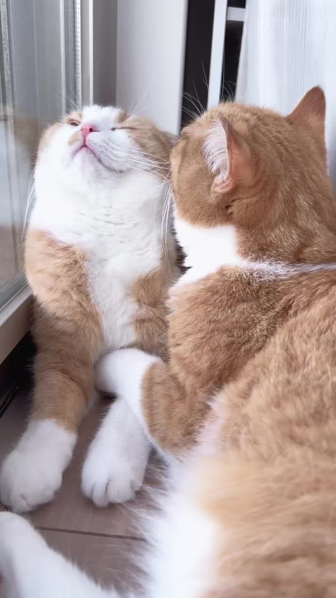 @マロン