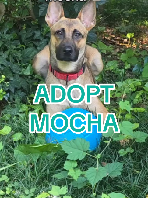 @Adopt a Pet