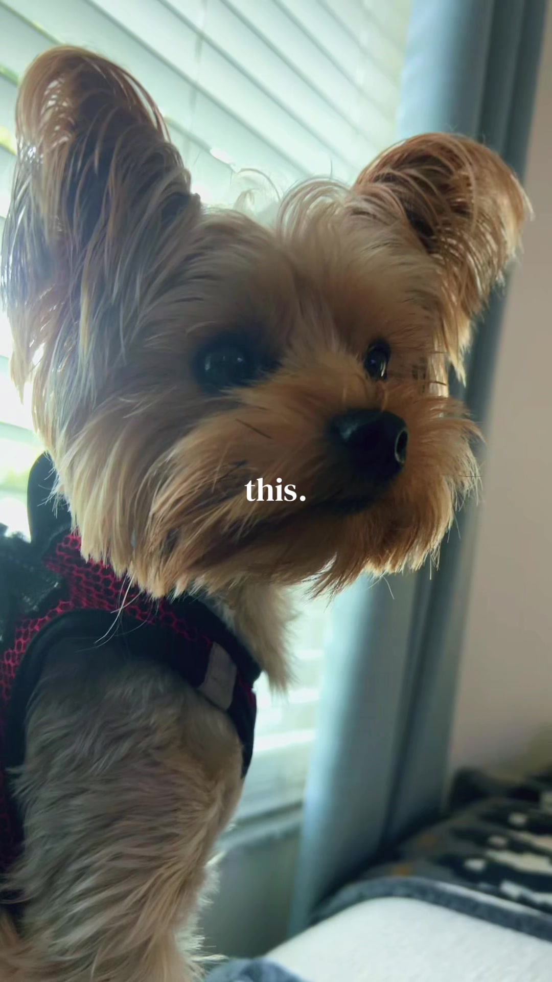 @💎Mia💎Yorkie💎