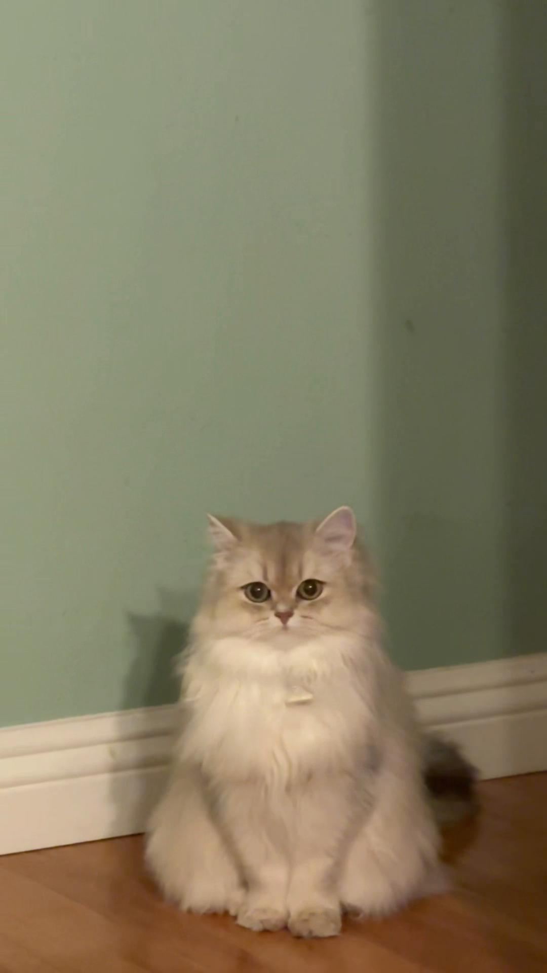 @WaggingTales