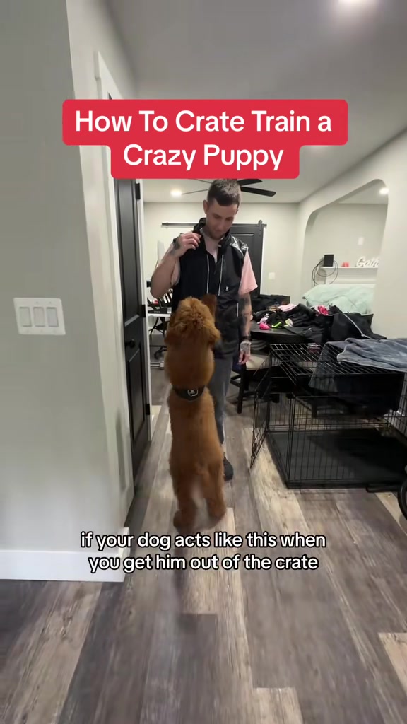 @Best Buddy Dog Trainer LLC