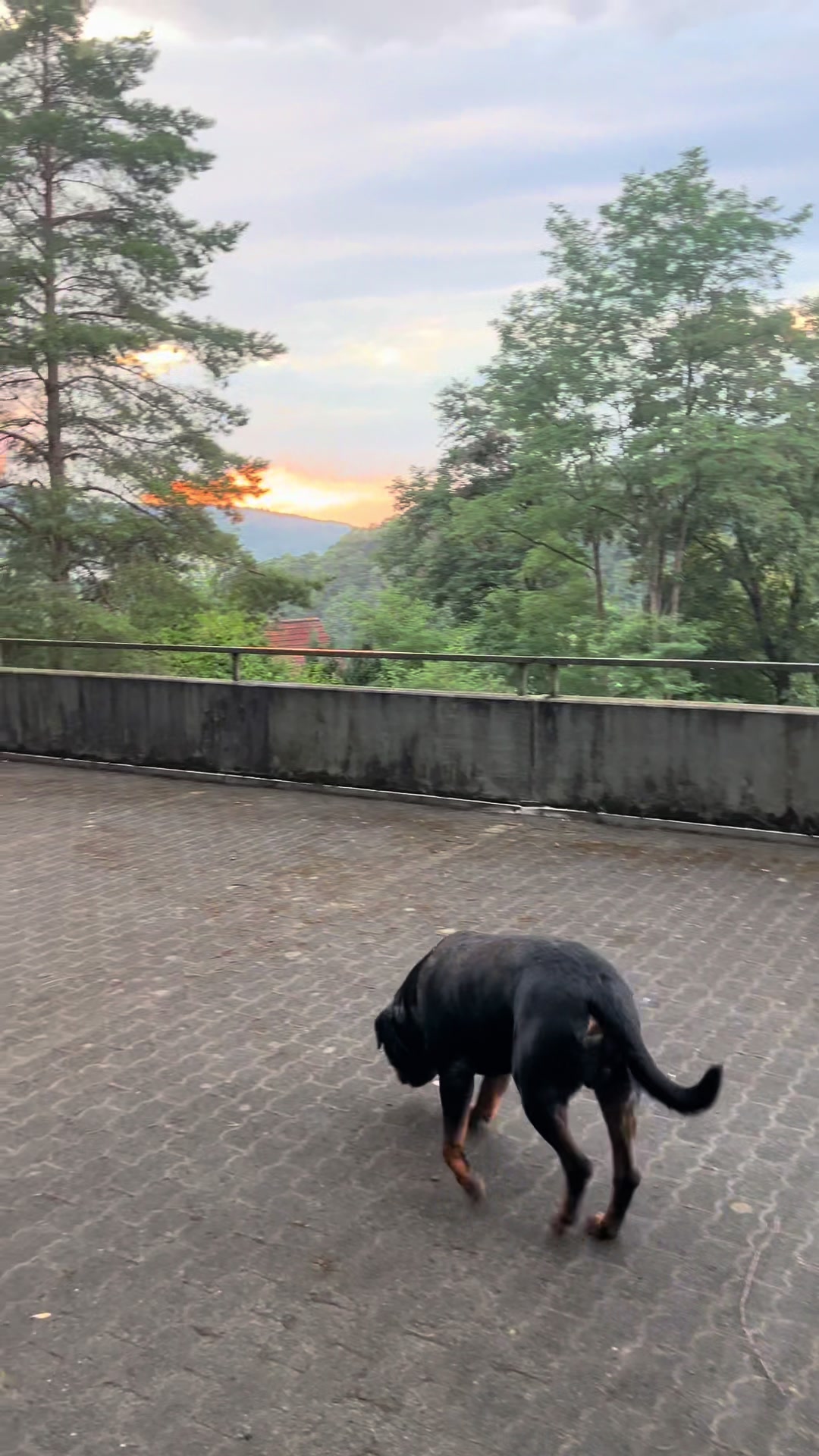 @Lucifer_Rottweiler