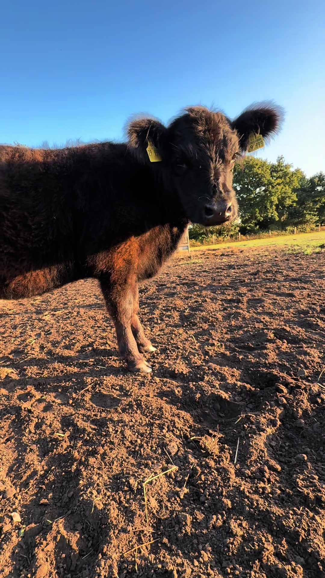 @♥️My little Ranch♥️