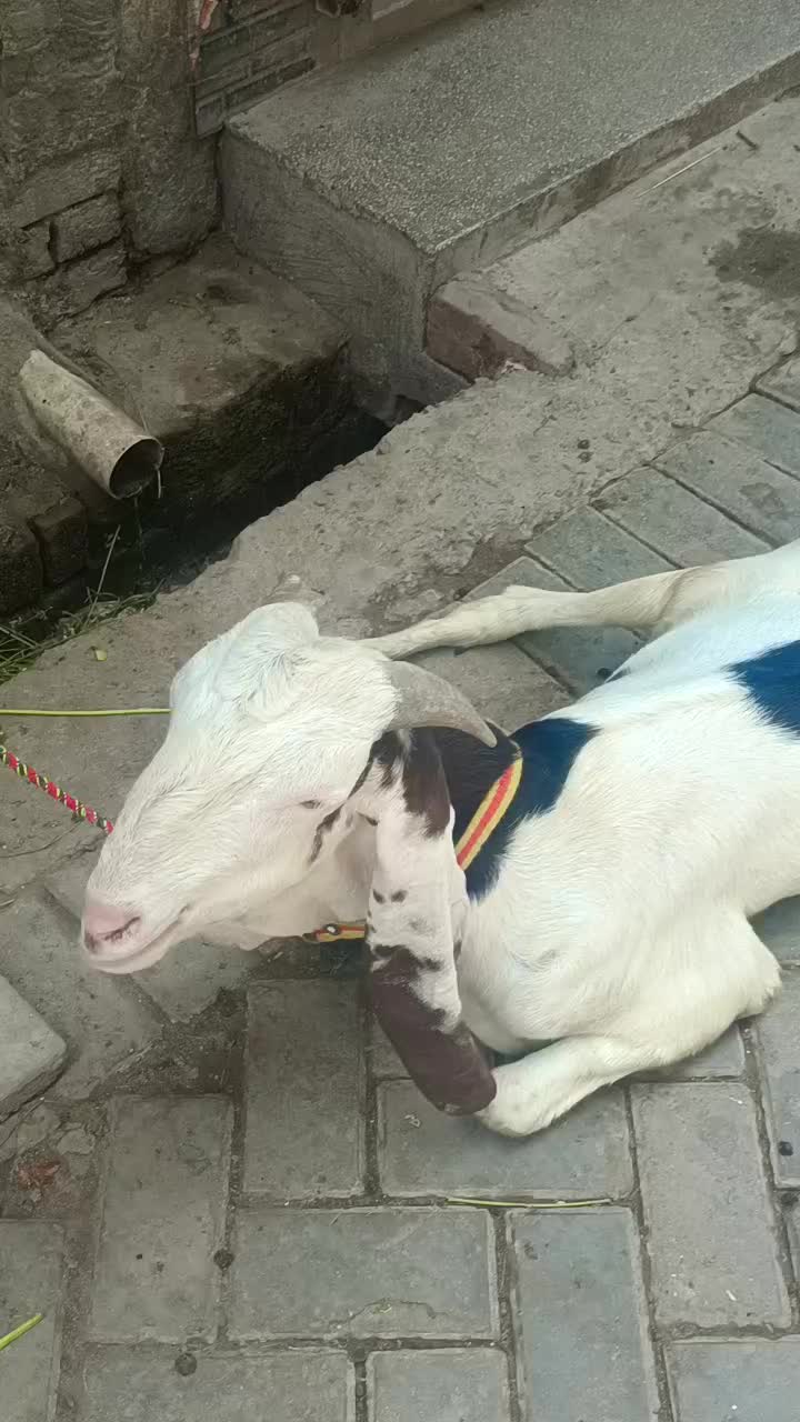 @wahab bahi