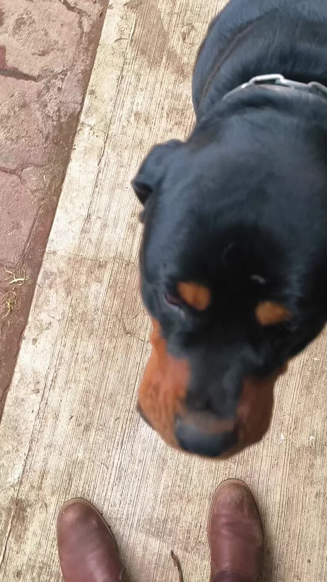 @Llamaha