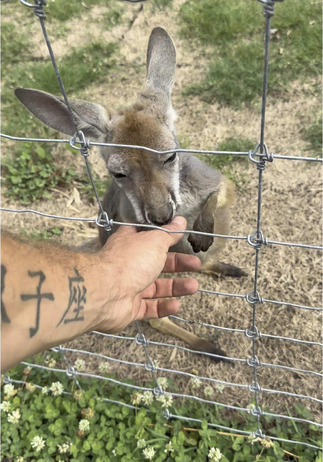 @Goat Daddy's