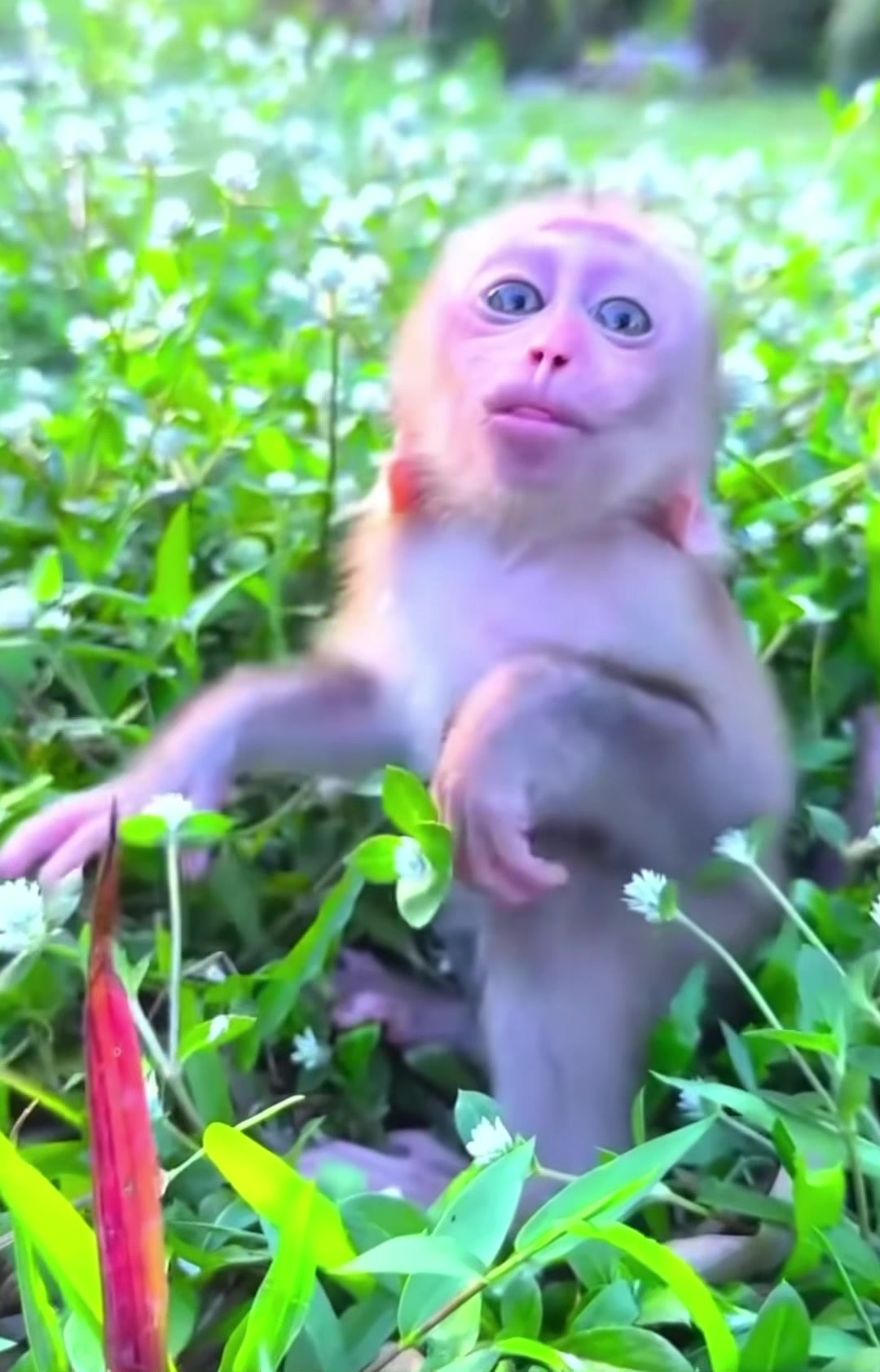 @monkey masaou1234